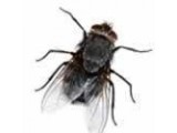 Средства от мух и слепней (173)