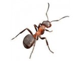 Средства от муравьев (123)